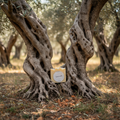 Ironwood soap bar among ancient gnarled olive trees with soft Mediterranean sunlight